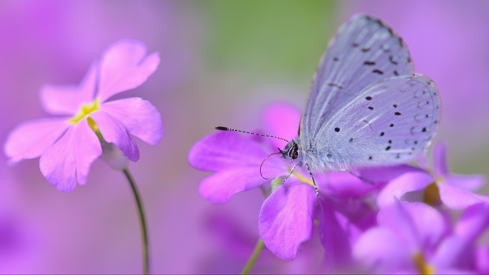 Il y a un papillon assis sur une fleur (papillon, insecte, papillons de nuit et papillons, pollinisateur, fleur)