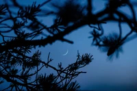 Silhouettierte Äste gegen einen blauen Dämmerungshimmel mit einem Halbmond