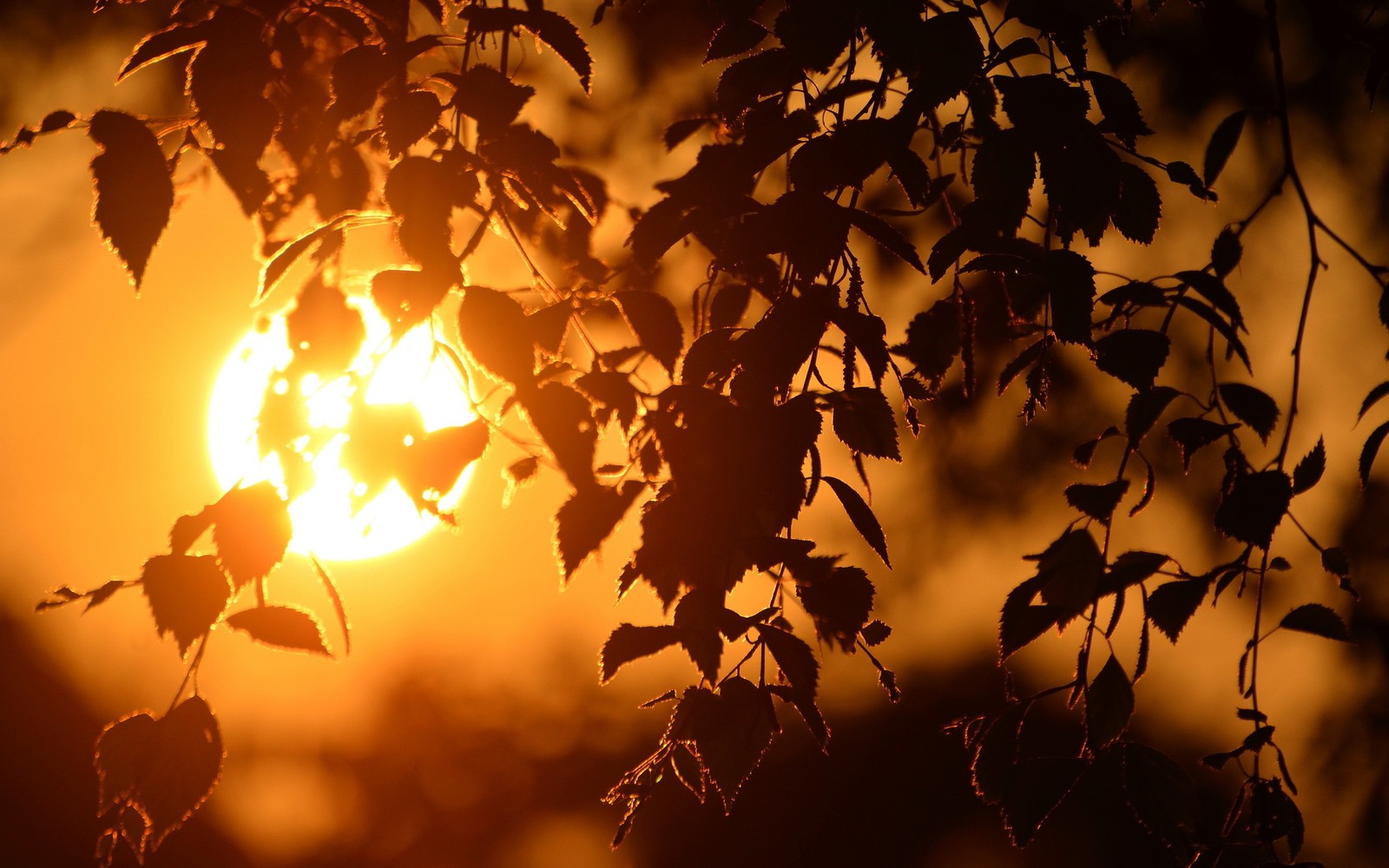 Un primer plano del sol brillando a través de una rama de árbol (atardecer, árbol, hoja, ramo, naturaleza)