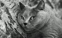 británico de pelo corto, scottish fold, gatito, american shorthair, raza de gato