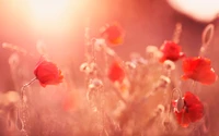 Flores de amapola roja radiante en suave luz de atardecer