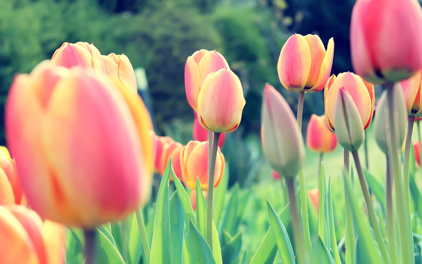 Téléchargez le fond d'écran tulipe, fleur, plante à fleurs, pétale, plante