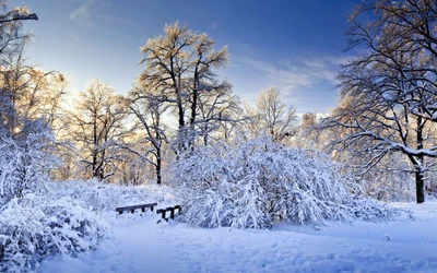 neige, hiver, givre, nature, arbre