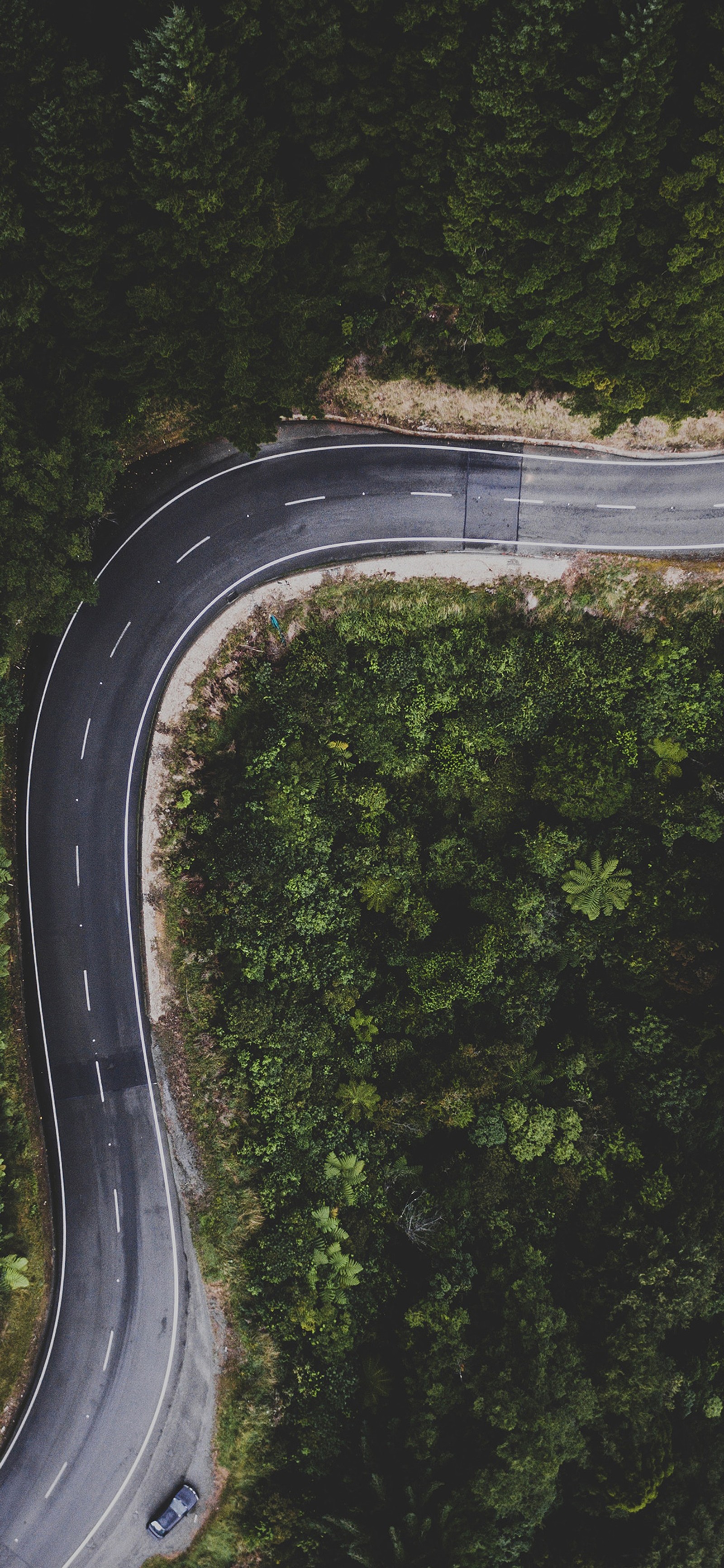 Vista aérea de una carretera sinuosa en medio de un bosque (camino, ios, planta, neumático de automóvil, superficie de la carretera)