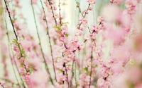 Flores de cerezo rosa en la floración de primavera