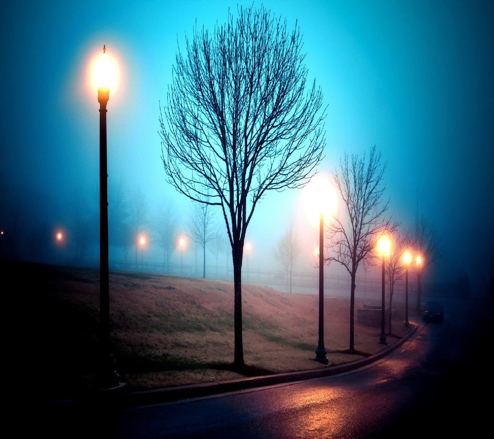 Trees and street lights on a foggy night in a park (nature)