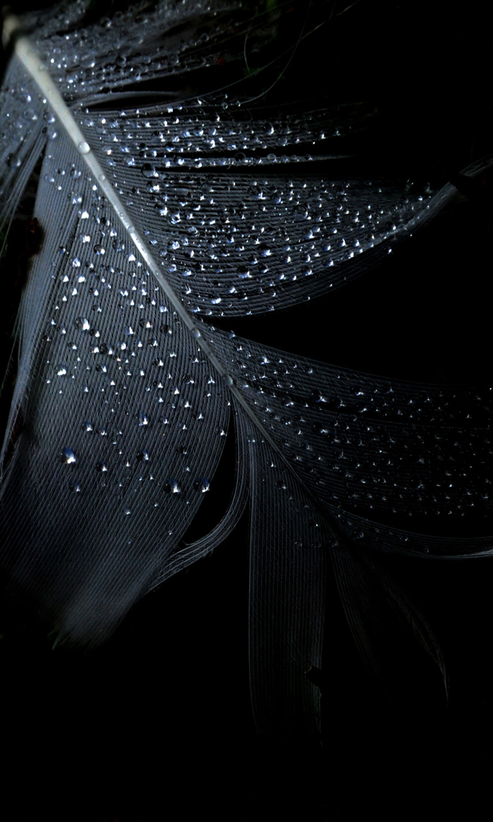 Un gros plan d'une plume avec des gouttes d'eau dessus (noir, hd)