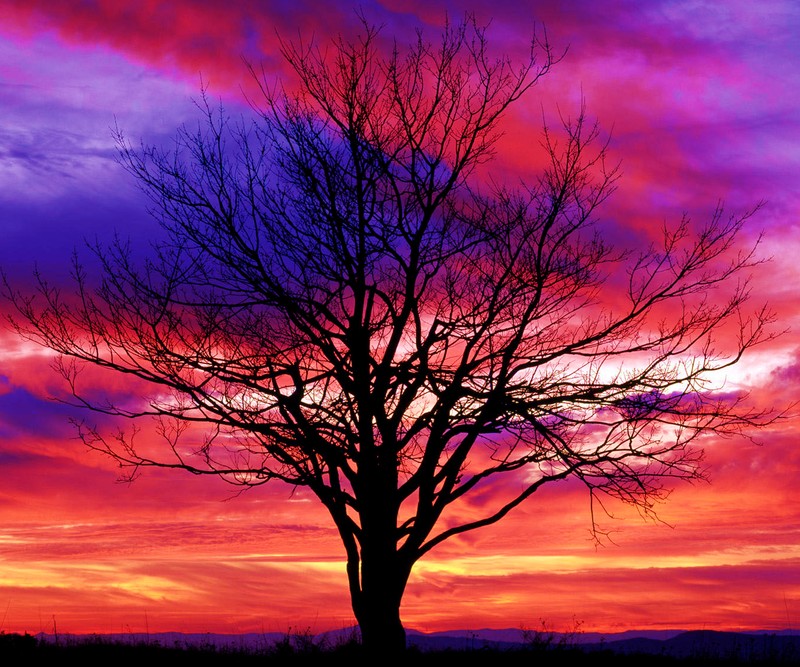 A close up of a tree with a sky background at sunset (hd, nature)