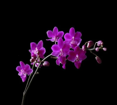 flowers, nature, orchids, pink