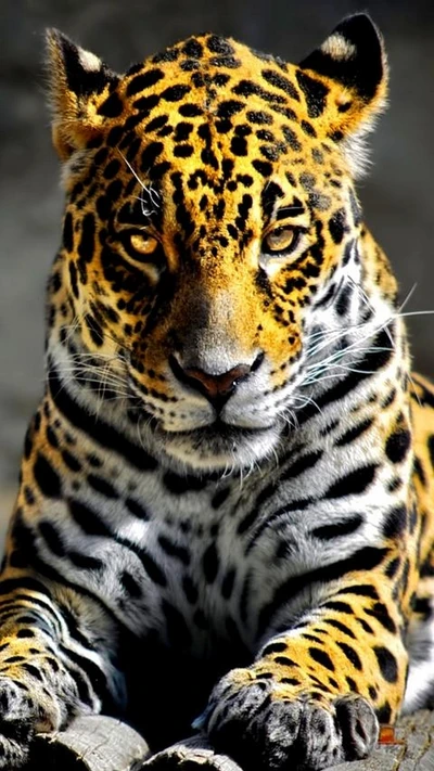 animales, leopardo