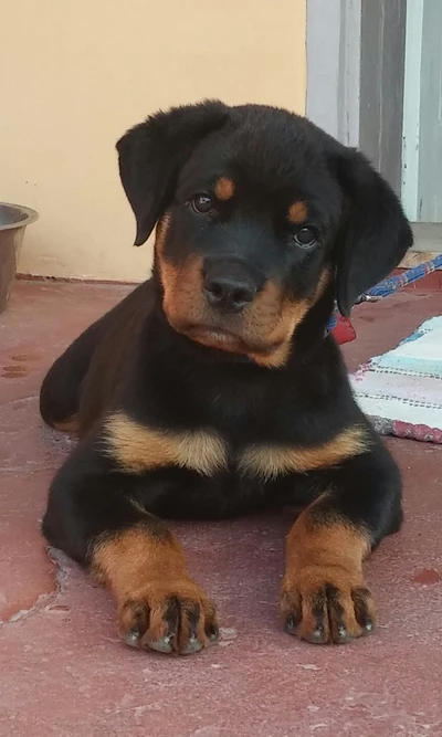 Filhote de Rottweiler brincalhão relaxando no chão