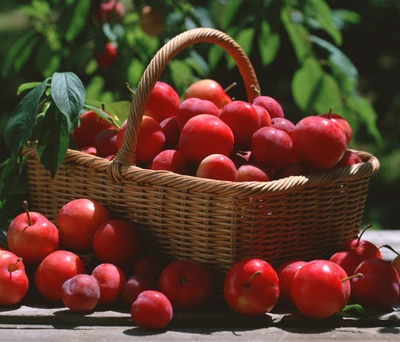 Una cesta desbordante de vibrantes ciruelas rojas.