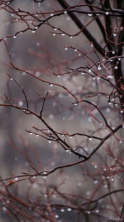 automne, gouttes, paysages, feuilles, pluie