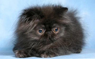 persian cat, kitten, himalayan cat, black cat, cuteness