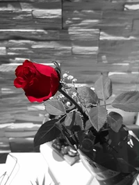 Vibrant Red Rose Against a Monochrome Background