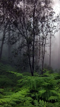 bosque, verde