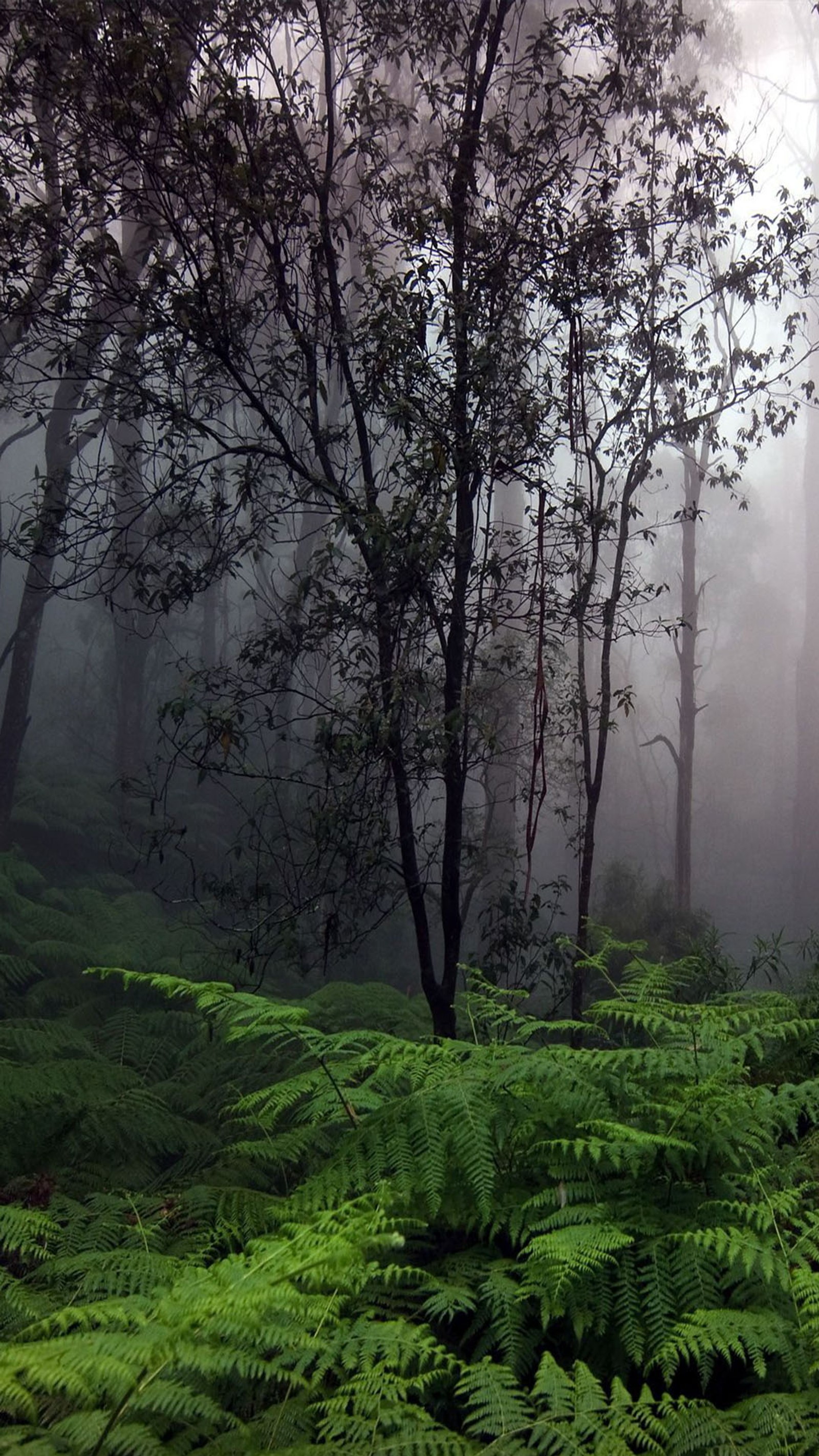 Trees and ferns in a forest with fog in the background (forest, green)