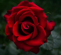 Elegante rosa roja que simboliza el amor en Belgrado