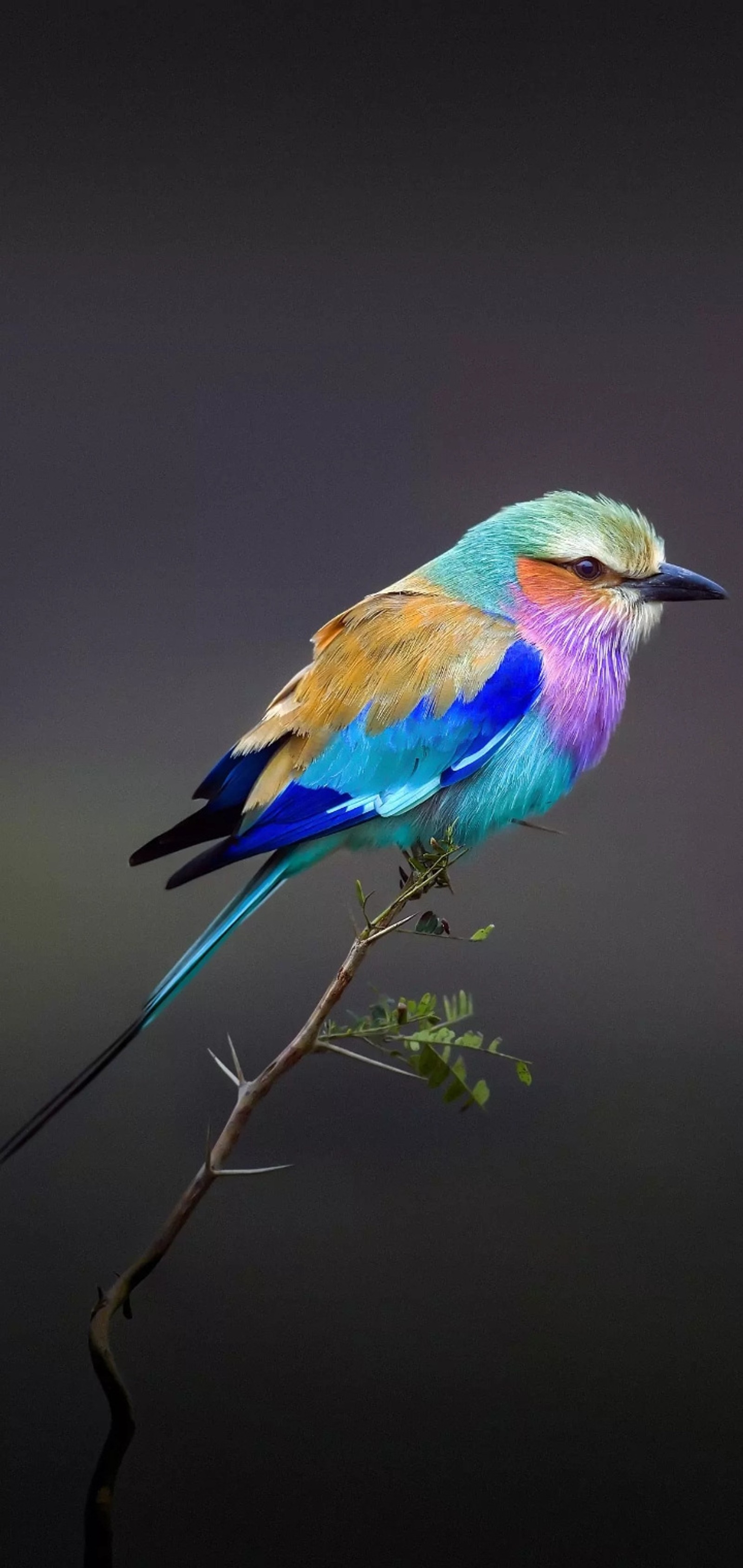 Ein bunter vogel sitzt auf einem ast vor dunklem hintergrund (vogel, farbe)