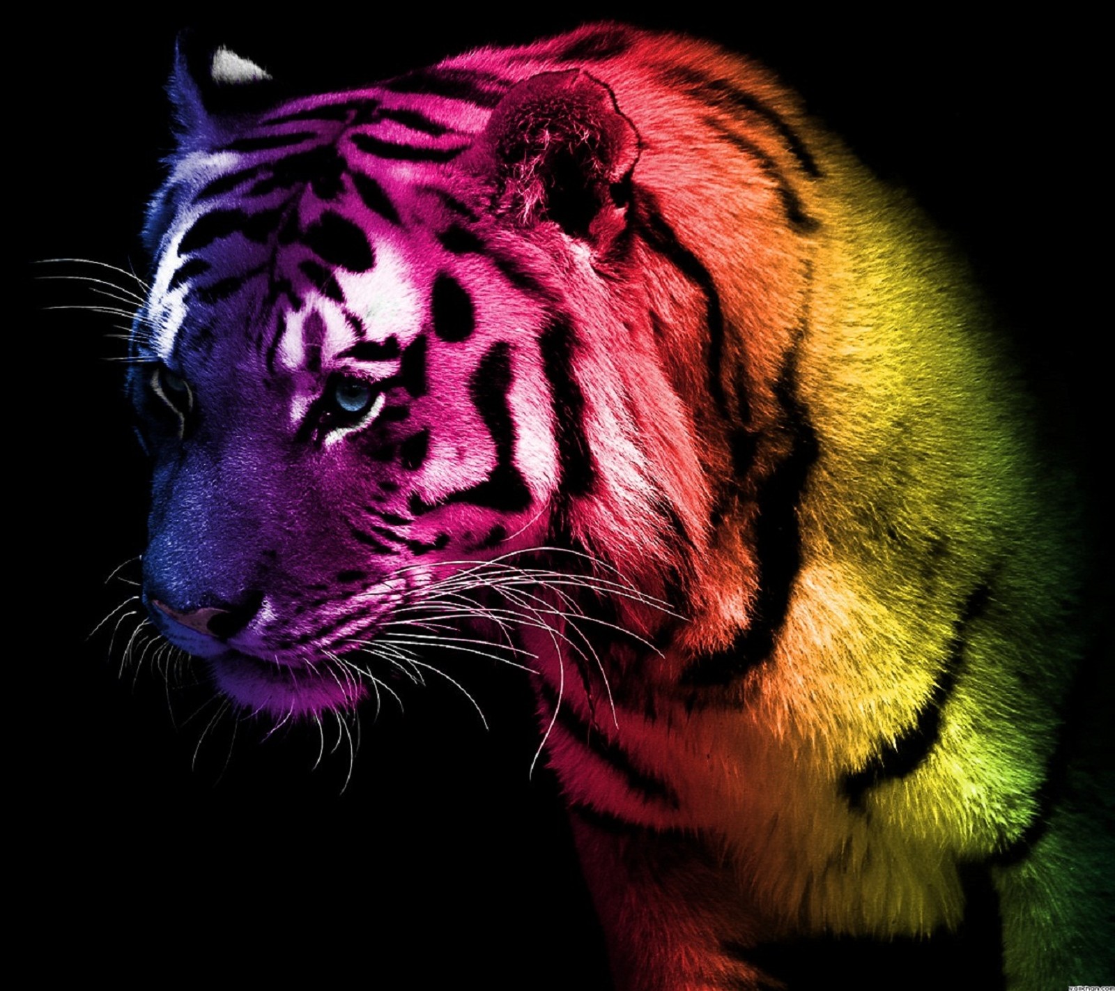 Un gros plan d'un tigre avec un visage coloré en arc-en-ciel (incroyable, animal, coloré, le lion, nature)