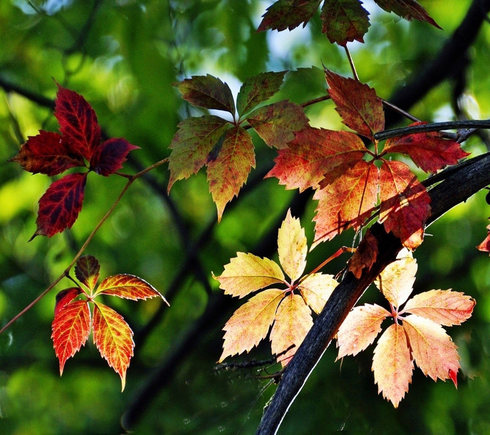 Des feuilles d'un arbre avec des feuilles rouges et jaunes. (hd, feuilles, nature, arbre)