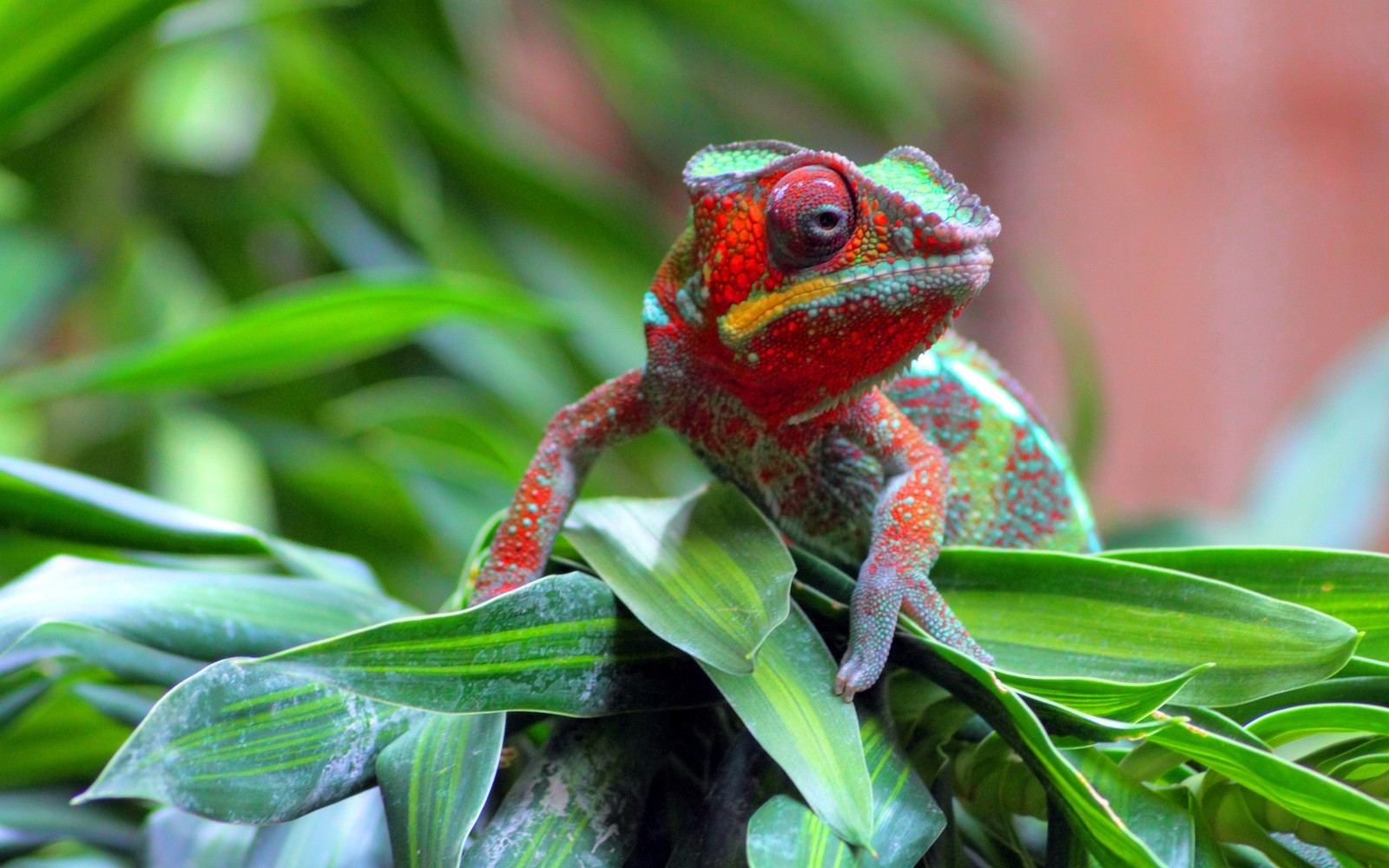 There is a red and green chamelon sitting on a leaf (chameleons, reptile, lizard, terrestrial animal, scaled reptile)