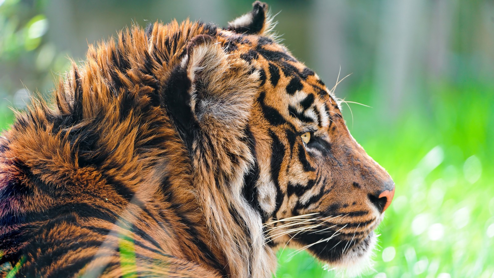 Il y a un tigre assis dans l'herbe (tigre, animaux)