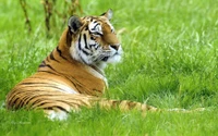 Tigre de Bengala relaxando na grama verde exuberante