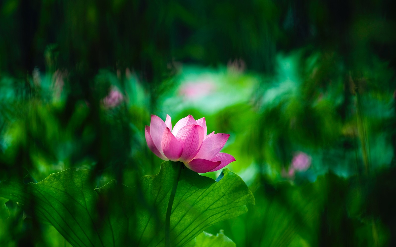 Gros plan d'une fleur rose dans un champ vert (fleur, plante à fleurs, nature, pétale, lotus sacré)