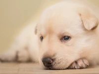 Adorable chiot Labrador Retriever avec une expression douce