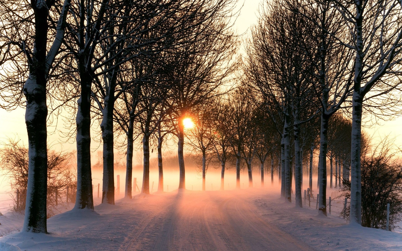 Une vue d'une route avec des arbres et de la neige sur le côté (hiver, neige, arbre, nature, gel)