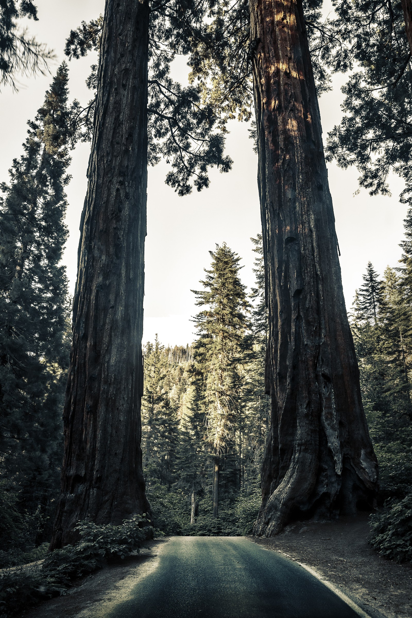 natural environment, nature, natural landscape, forest, giant sequoia wallpaper