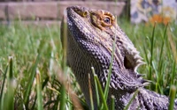 Dragon barbu dans son habitat naturel