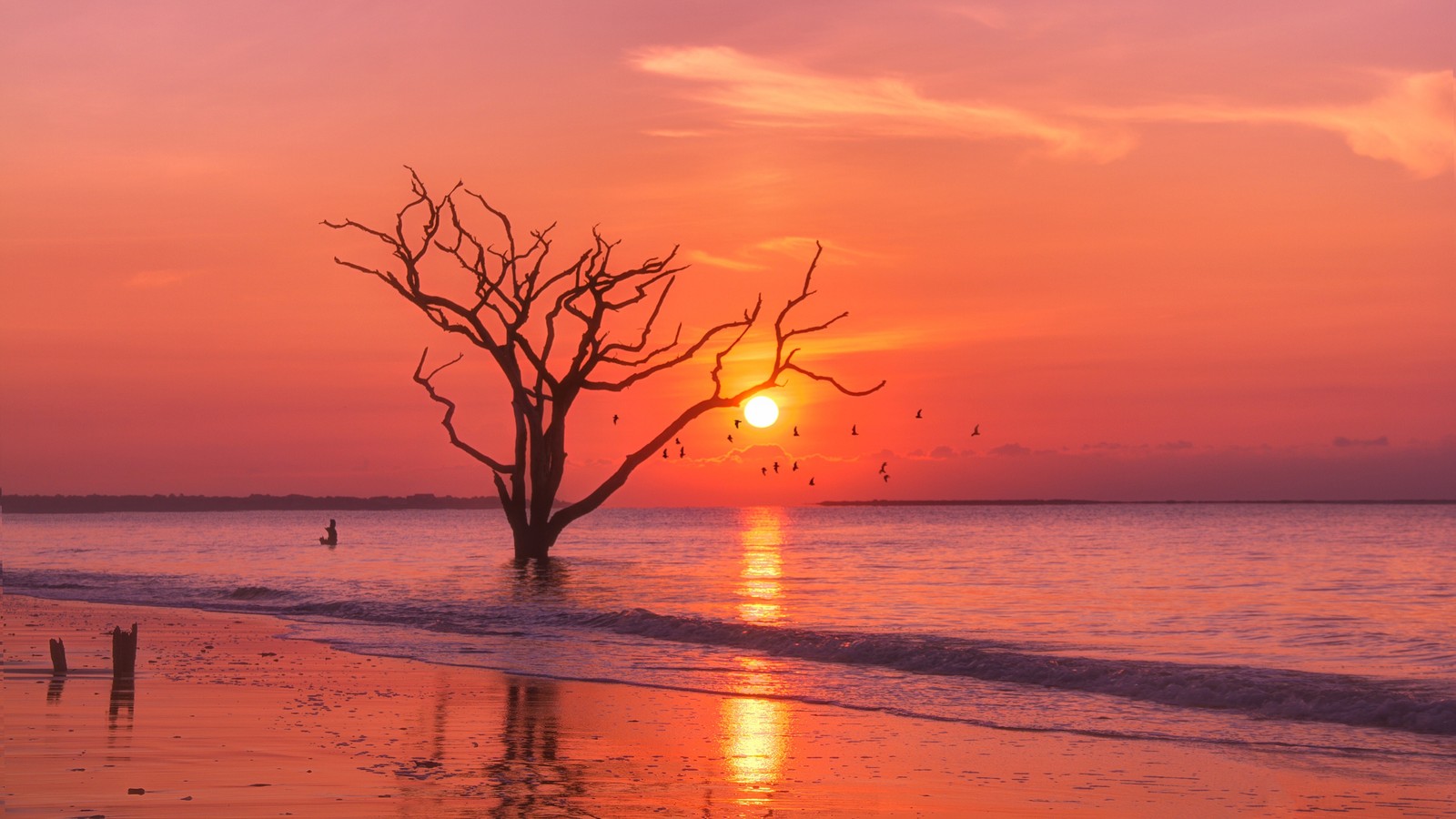 Coucher de soleil sur la plage avec un arbre solitaire au premier plan. (coucher de soleil, mer, horizon, paysage, nature)