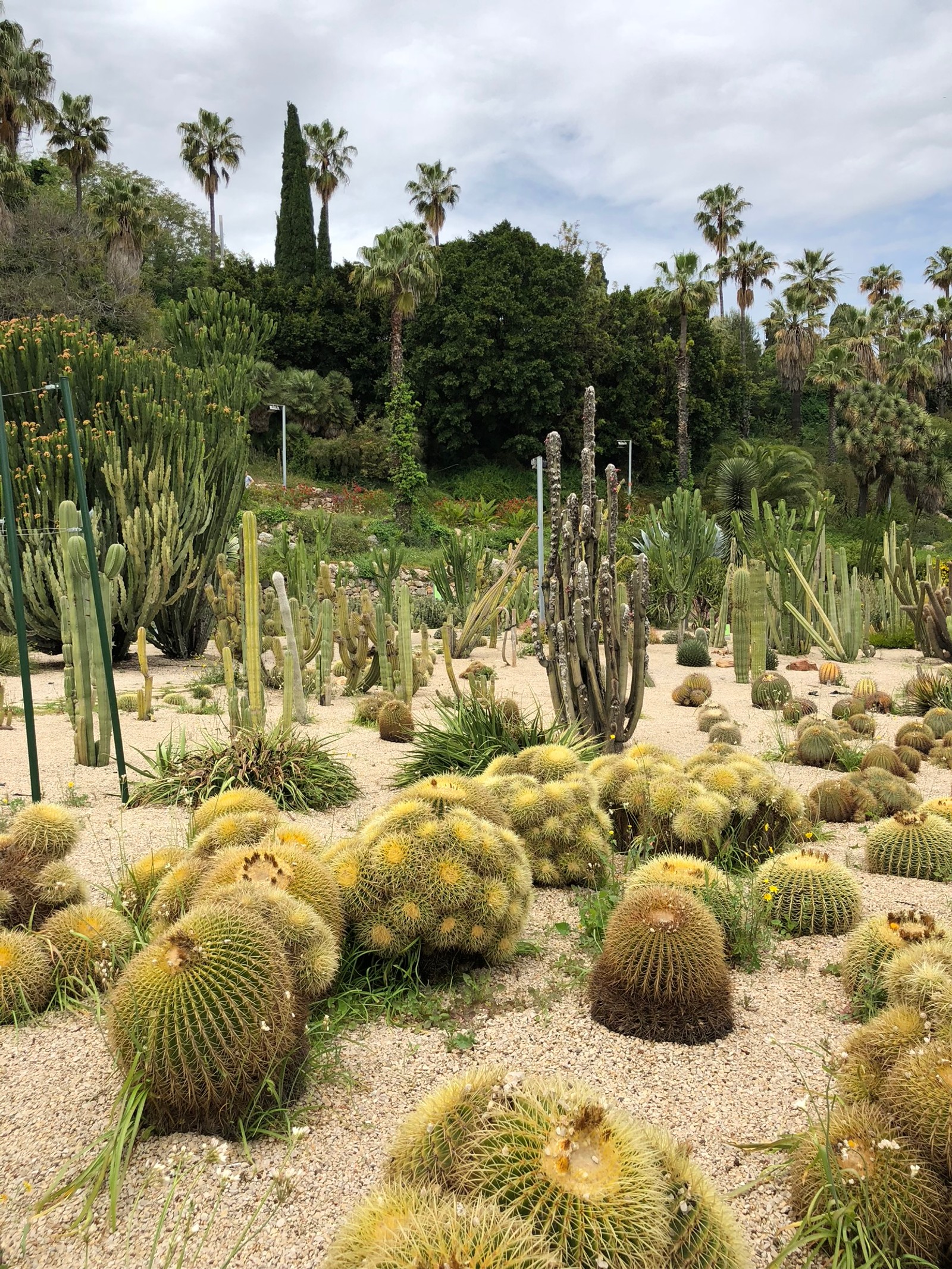 Vista aérea de um jardim de cactos com muitos tipos diferentes de plantas de cacto (vegetação, arbustos, bioma, jardim botânico, paisagem)