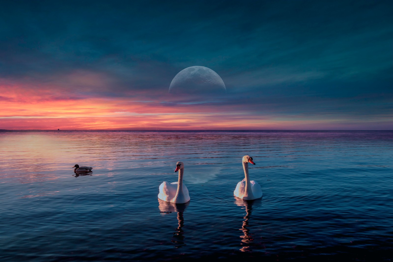 Deux cygnes nagent dans l'eau au coucher du soleil avec une pleine lune (cygnes, lac, oiseaux, coucher de soleil, lune)