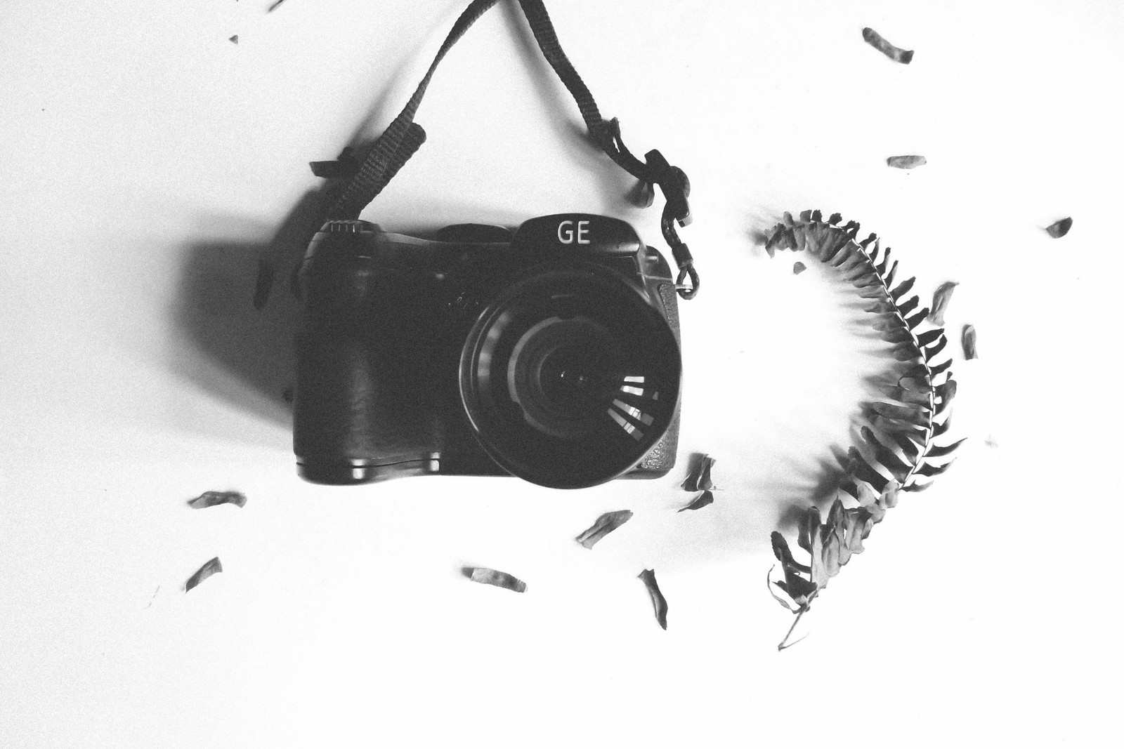 Hay una cámara con una correa y una planta al lado (cámara, blanco, negro, monocromo, diseño)