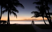 christmas day, palm tree, sunset, tropics, horizon wallpaper