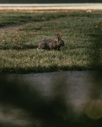 Ein Hase, der auf saftigem Gras in Den Haag nach Nahrung sucht.