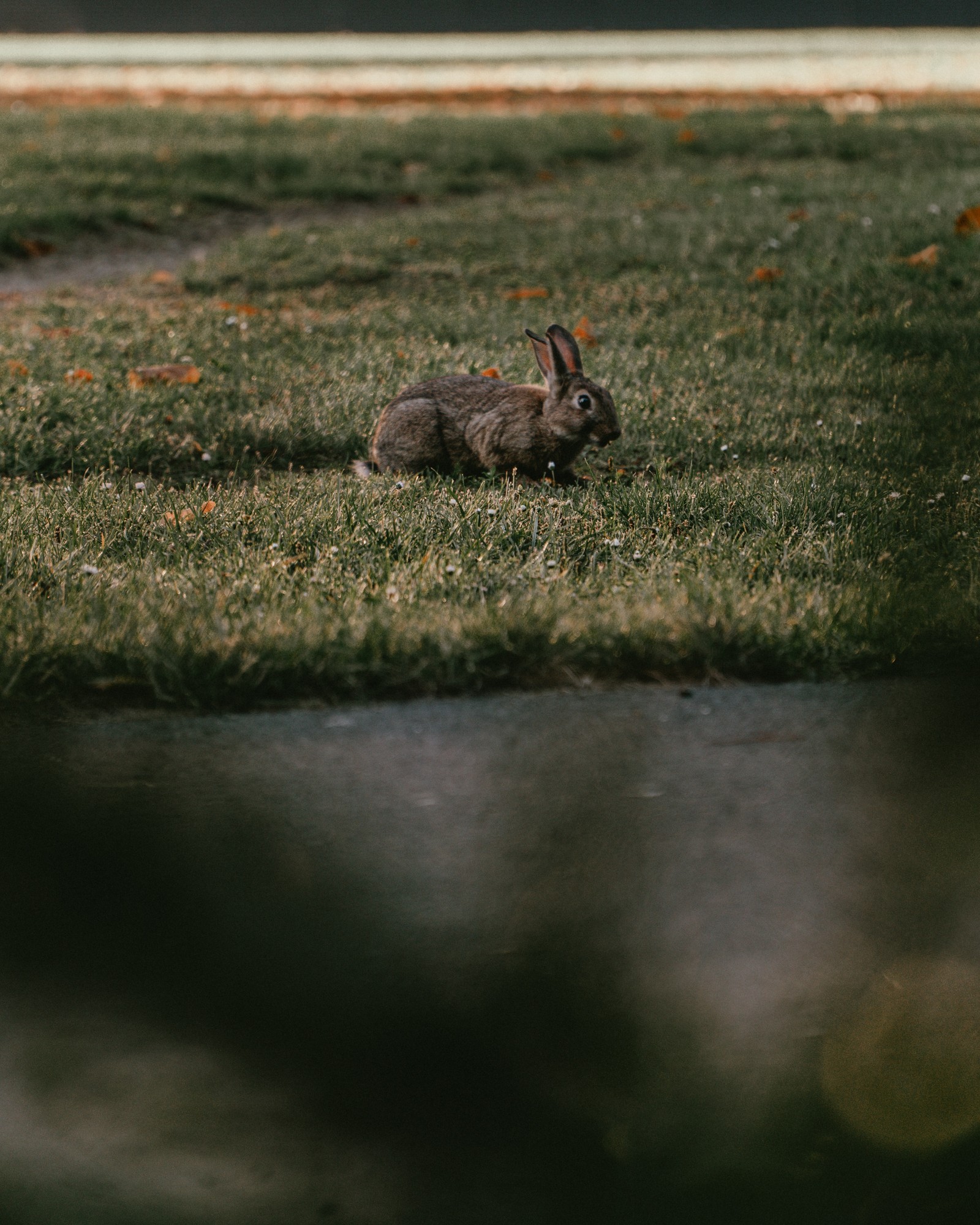 Ein kleiner hase sitzt im gras am wasser. (gras, den haag, rehkitz, pflanze, kaninchen)