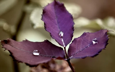 lila, blütenblatt, flora, violett, blätter