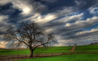 Árbol solitario contra un cielo dramático en un prado exuberante