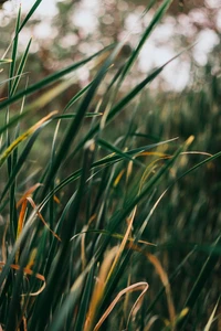 Nahaufnahme von üppigem grünem Gras und krautigen Pflanzen mit subtilen goldenen Akzenten vor einem verschwommenen natürlichen Hintergrund.