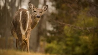 Weißschwanzhirsch im natürlichen Lebensraum