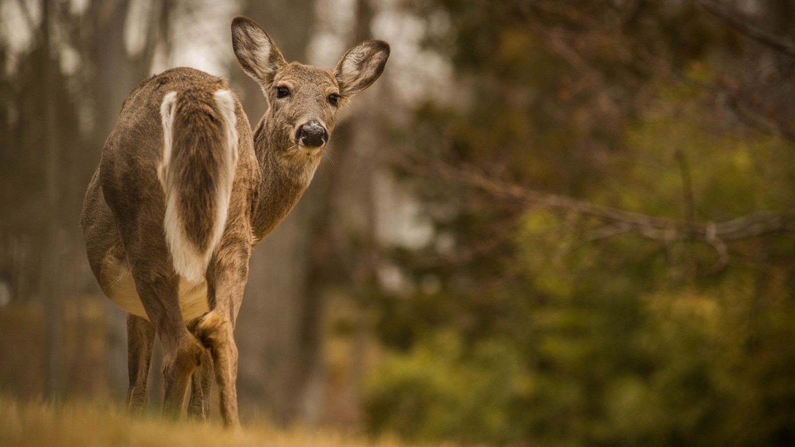 Téléchargez le fond d'écran faune, cerf, corne, animal terrestre, sauvage