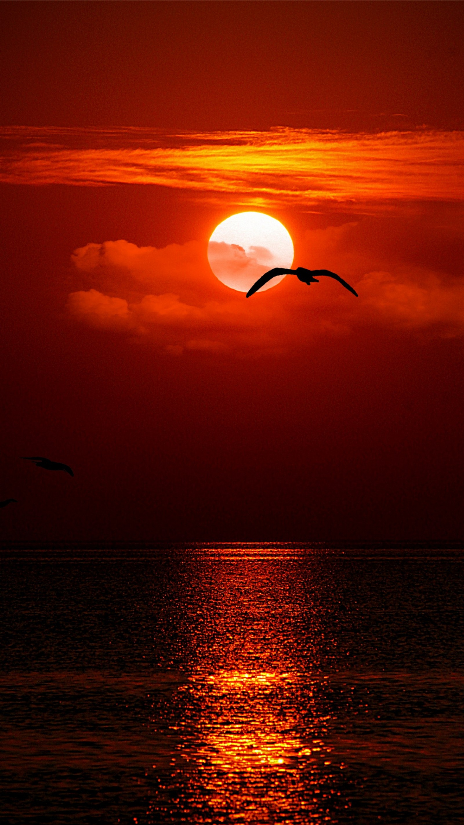 Girafe volant au-dessus de l'océan au coucher du soleil avec un oiseau dans les airs (nuages, soir, rouge, mer, mouette)