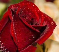 flower, red, rose wallpaper