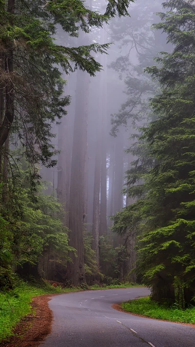 redwoods, road