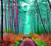 Caminho vibrante da floresta através de árvores enevoadas