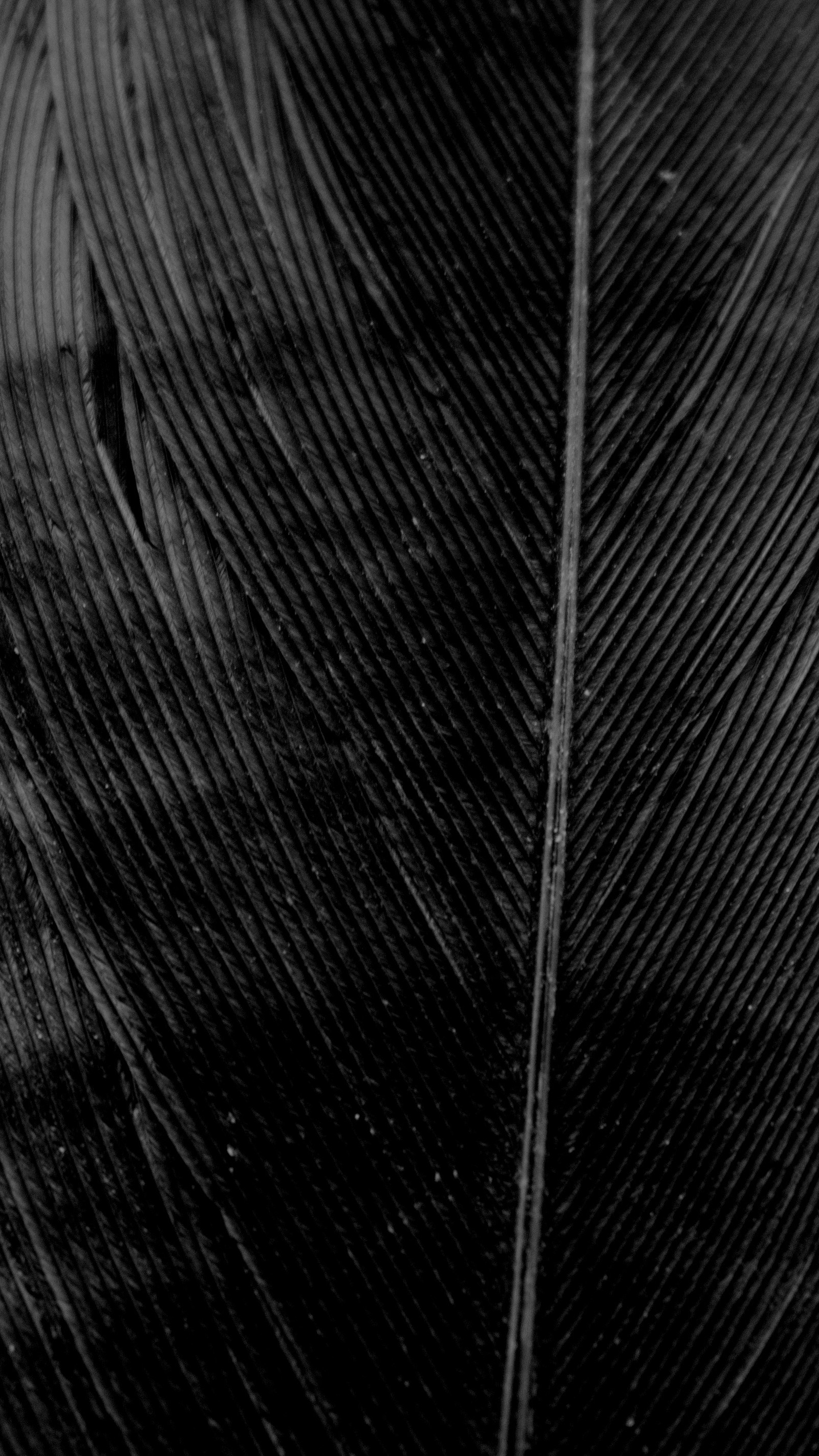 A close up of a black feather with a white background (bird, black, crow, dark, feather)